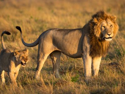 lion-and-cub-tanzania